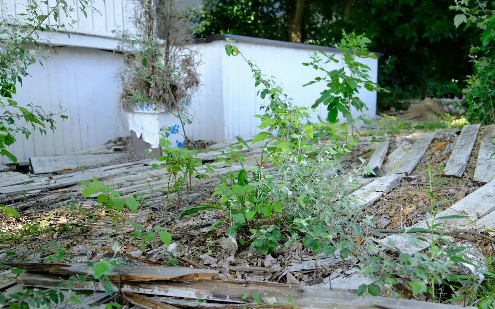 Before: an overgrown yard full of weeds and scrap wood