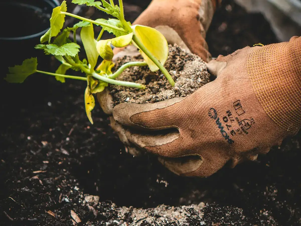 Gloved hands planting a seedling