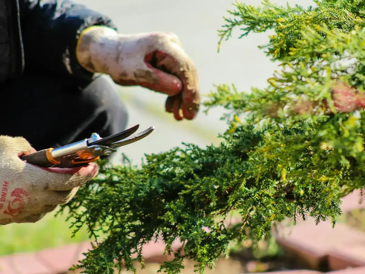 Gloved hands pruning a juniper shrub